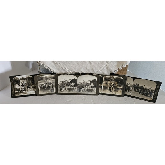 H.C. WHITE CO. The Perfec Stereograph Photos Elephants Lot